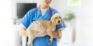 Como prevenir e identificar doenças gastrointestinais em animais de estimação
