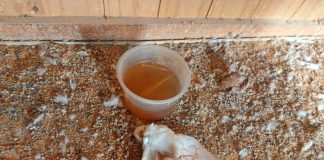 PRUDENTE: Adolescente de 17 anos é multado em R$ 33 mil por maus tratos a passaros