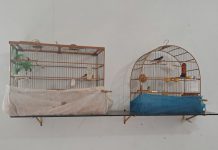 Criador de passarinhos do Ana Jacinta é multado em R$ 10 mil por tentar enganar Polícia Ambiental