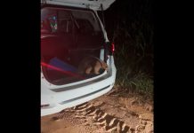 VÍDEO: Tamanduá Mirim é encontrado solto no centro de Adamantina