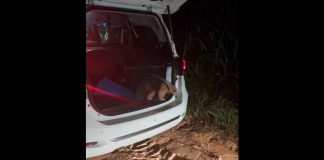 VÍDEO: Tamanduá Mirim é encontrado solto no centro de Adamantina