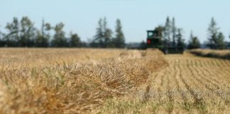 Estoques globais reduzidos criam cenário desafiador para o trigo em 2023
