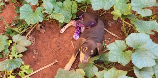 Homem é multado em R$ 3 mil por abandonar cachorro ferido