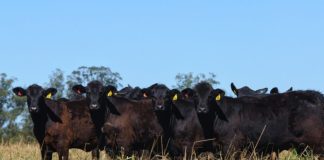 MARTINÓPOLIS: Dia de Campo e Leilão Virtual Brangus HP abordará desafios e oportunidades da pecuária nacional