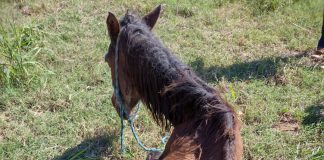 DRACENA: Homem de 67 é autuado em R$ 3 mil por falta de cuidados com égua