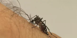 Entenda porque os casos de dengue aumentam no verão