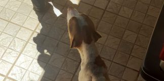 Homem é autuado em R$ 3 mil por maus tratos a cachorro em Teodoro Sampaio