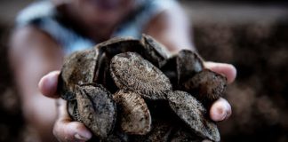 Pesquisa inédita mostra que castanha-da-amazônia movimenta mais de R$ 2 bilhões