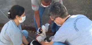 CCZ divulga novos plantões de chipagem nos bairros Jardim Novo Prudentino e Parque Castelo Branco