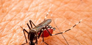 Presidente Prudente registra 14ª morte por dengue