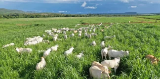 Pecuária de corte: Pastejo contínuo ou rotacionado?