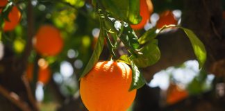 Pós-doutorado em sensoriamento remoto a curta distância na Unesp