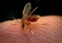 PRUDENTE: Primeiro caso de leishmaniose visceral em humano é confirmado em homem