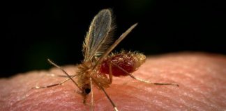 PRUDENTE: Primeiro caso de leishmaniose visceral em humano é confirmado em homem