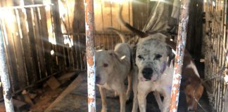 Homem é multado em R$ 21 mil por maus tratos a sete cachorros em Lucélia