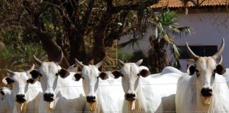 AFTOSA: Campanha de vacinação termina na próxima quarta-feira