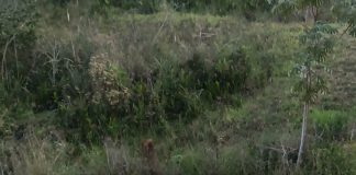 Duas pessoas morrem após Santana atingir carreta de frente em Euclides da Cunha