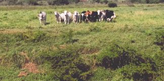 IRAPURU: Homem de 71 anos é autuado em R$ 24 mil por deixar gado pastorear em área de preservação