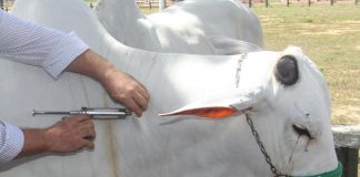 Prazo para vacinar rebanho contra aftosa termina dia 31 de maio