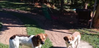 ADOÇÃO: Dois cães estão sendo doados em Taciba