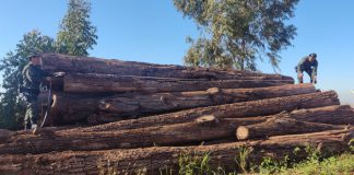 Usina é multada em R$ 12,6 mil por depósito de madeira sem licença em Paulicéia