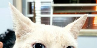 Após riscar carro homem captura gato e o mantem preso em armadilha em Montalvão