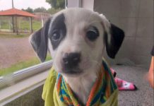 Abrigo de animais completa um ano de funcionamento com 306 salvamentos