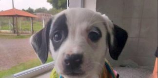 Abrigo de animais completa um ano de funcionamento com 306 salvamentos