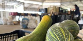 Programa de Aquisição de Alimentos distribui 13 toneladas de hortifrútis de 33 variedades a 21 entidades