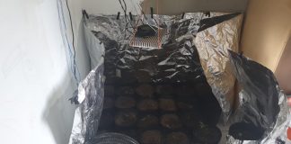 Polícia encontra estufa de maconha em residência no Vale do Sol