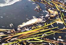 Polícia Ambiental esclarece mortandade de peixes na represa da Cica
