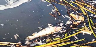 Polícia Ambiental esclarece mortandade de peixes na represa da Cica
