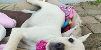 Abrigo de Animais realiza Feira de Adoção neste sábado no Parque Shopping