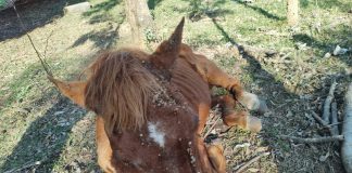 Homem é multado em R$ 3 mil por maus tratos a cavalo em Pirapozinho