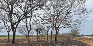 MARTINÓPOLIS: Usina é multada em R$ 223 mil por uso de fogo em vegetação e árvores