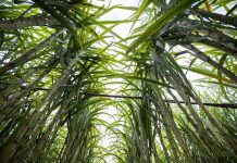 Presidente Prudente está fazendo história com o biometano da cana-de-açúcar