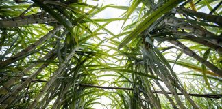 Presidente Prudente está fazendo história com o biometano da cana-de-açúcar