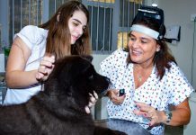 Cães com úlcera de córnea são tratados de graça na Unoeste