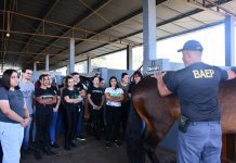 Projeto Hipoterapia oferta oficina na Cavalaria do 18º Baep