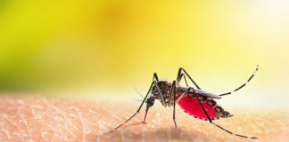 Secretaria de Saúde confirma aparecimento de dengue sorotipo 3 em Presidente Prudente