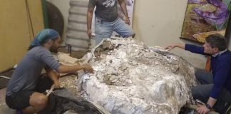 PRUDENTE: Maior fóssil de titanossauro do Brasil passará por análises