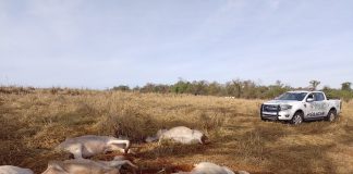 VIDEO: Fazendeiro é multado em 100 mil por maus tratos a bovinos em Dracena