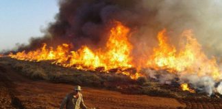 Queimadas em SP podem causar prejuízos de R$ 350 milhões para produtores, aponta pesquisa