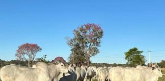 Área demonstrativa de sistema ILPF será uma das atrações na Feicorte 2024