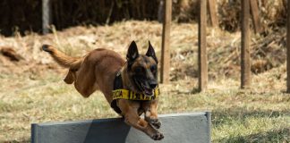 Canil do 8º Baep completa 40 anos com mais de 10 toneladas de drogas apreendidas