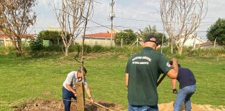 Parque Ecológico ‘Nelson Bugalho’ recebe plantio de Baobá