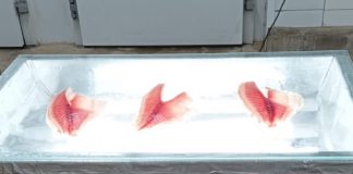 CIOP é autorizado pelo Governo Federal para realizar inspeção nacional em agroindustrias de pescado no Oeste Paulista