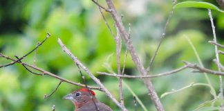 Bacia do Anastácio tem déficit de 69% na cobertura florestal