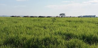 SOESP: Métodos de plantio influenciam a sustentabilidade das pastagens