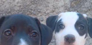 Unidade de Zoonoses divulga cães que estão disponíveis para adoção em Prudente